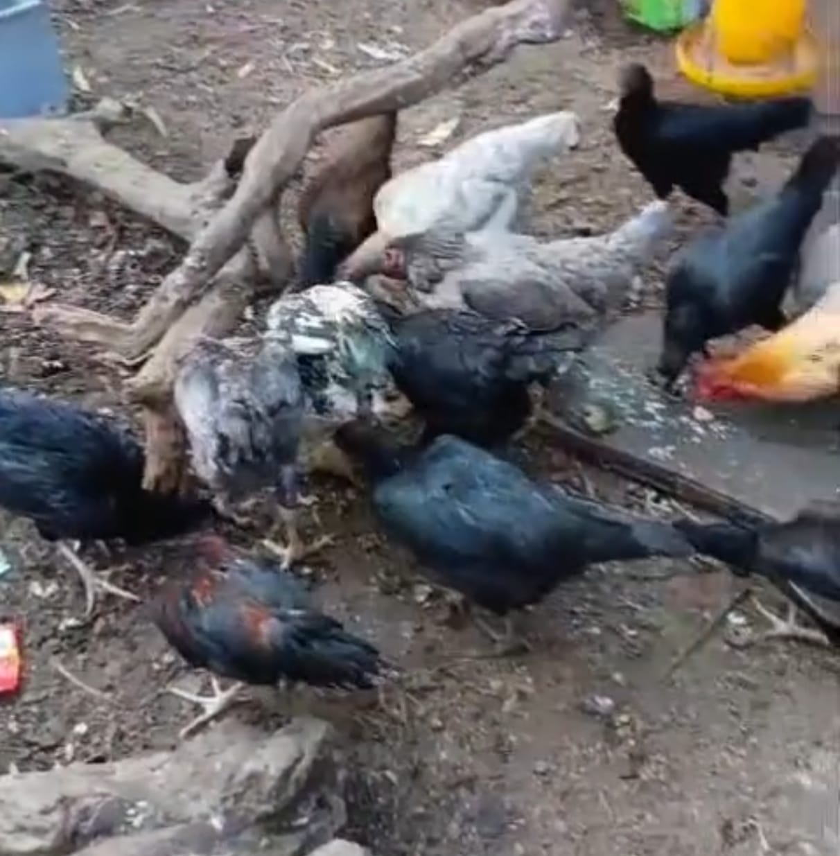 Ayam Kampung